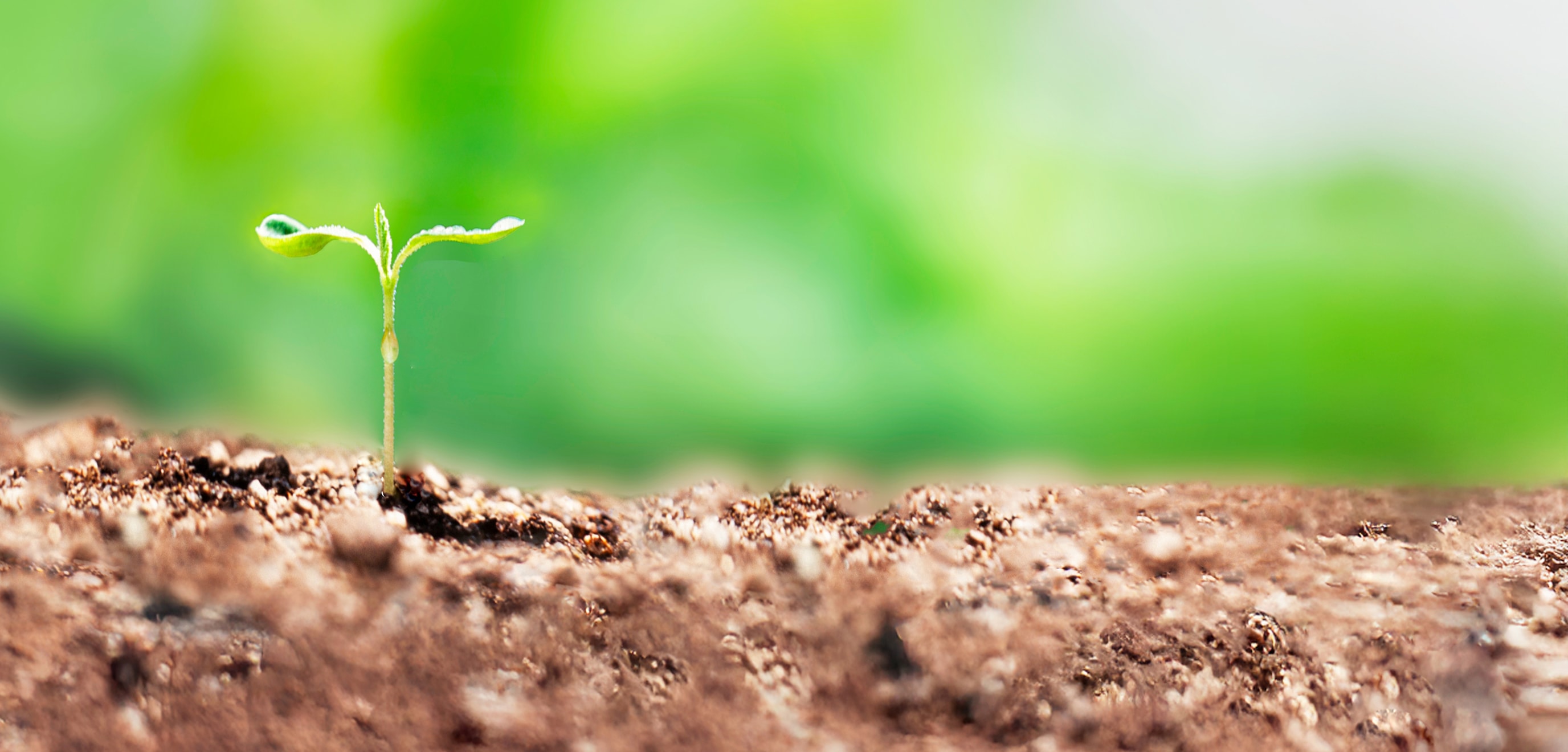 サステナビリティへの取り組み